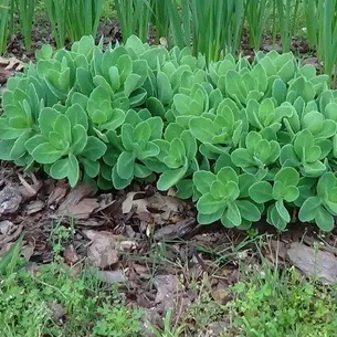 Kövirózsa növény (Sedum) képek, nevek és leírás fajta virág, gyógyászati ​​tulajdonságokkal stonecrop