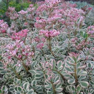 Kövirózsa növény (Sedum) képek, nevek és leírás fajta virág, gyógyászati ​​tulajdonságokkal stonecrop