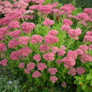 Kövirózsa növény (Sedum) képek, nevek és leírás fajta virág, gyógyászati ​​tulajdonságokkal stonecrop