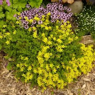 Kövirózsa növény (Sedum) képek, nevek és leírás fajta virág, gyógyászati ​​tulajdonságokkal stonecrop
