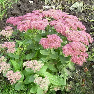 Kövirózsa növény (Sedum) képek, nevek és leírás fajta virág, gyógyászati ​​tulajdonságokkal stonecrop