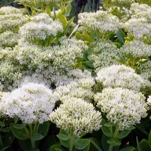 Kövirózsa növény (Sedum) képek, nevek és leírás fajta virág, gyógyászati ​​tulajdonságokkal stonecrop