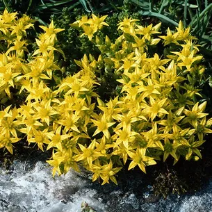 Kövirózsa növény (Sedum) képek, nevek és leírás fajta virág, gyógyászati ​​tulajdonságokkal stonecrop