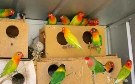 Tenyésztési lovebirds otthon fotók és videó
