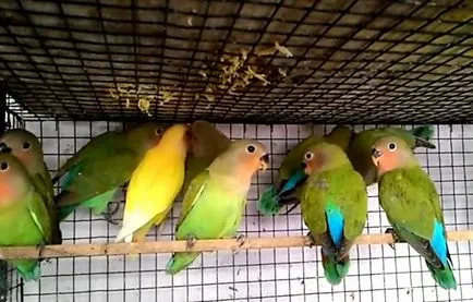 Tenyésztési lovebirds otthon fotók és videó