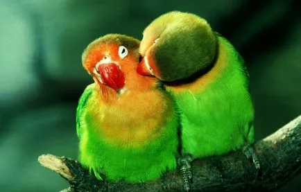A szaporodási papagájok lovebirds, a madarak (tenyésztés) A szaporodási szajkózza lovebirds, a madarak