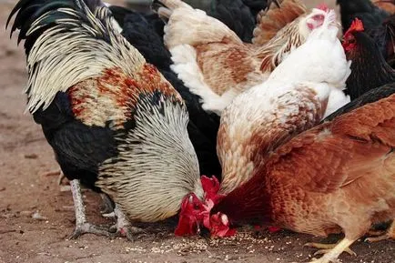 Tenyésztési csirkék az országban kezdőknek - részletes utasításokat! Tenyésztési csirkék az országban kezdőknek - részletes utasításokat!
