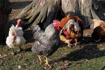 Tenyésztési csirkék otthon kezdőknek brojlercsirkék, növekszik az országban, mint a Tenyésztési csirkék otthon kezdőknek brojlercsirkék, növekszik az országban, mint a