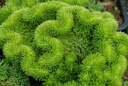 Stonecrop üzem - a típusok és alkalmazás - egészséges (növény) Stonecrop növény - annak típusai és alkalmazása - az egészséges