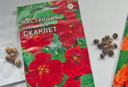 Sarkantyúvirág palánták otthon tippeket növekvő