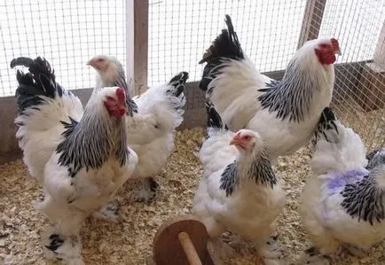 Tenyésztési csirkék az országban kezdőknek - részletes utasításokat! (Annak érdekében, hogy a hús) Tenyésztési csirkék az országban kezdőknek - részletes utasításokat!