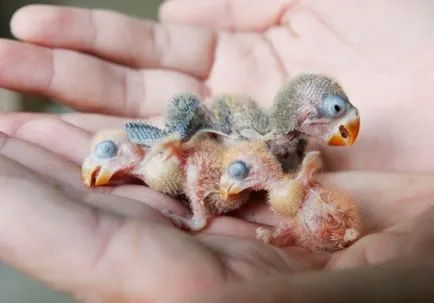 A szaporodási papagájok lovebirds, a madarak (tenyésztés) A szaporodási szajkózza lovebirds, a madarak