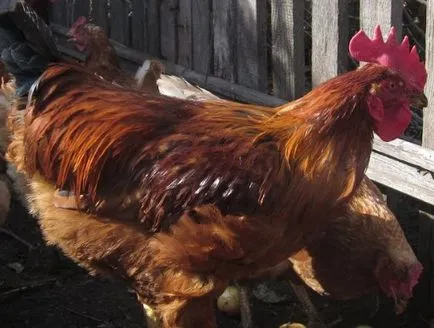 Tenyésztése és tartása tojótyúkok otthon kezdőknek, videó, fotó
