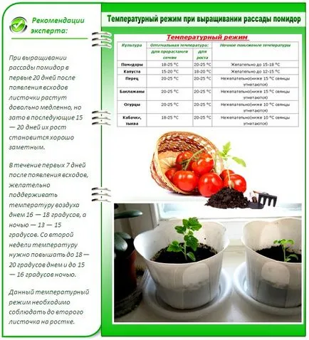 Paradicsompalántákat otthon, amikor a növény növekszik, stb (feltételek) Paradicsom palántákat otthon, amikor a növény növekedését, stb
