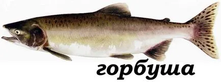 Fish lazac fajok, leírás, fotó