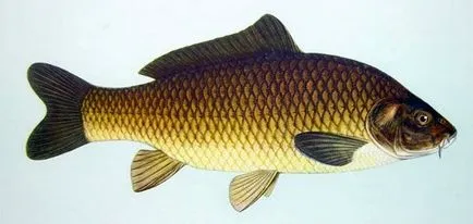 Fish ponty leírás, szokások és hogyan kapja (ponty) Fish ponty leírás, szokások és módszerek a halászati