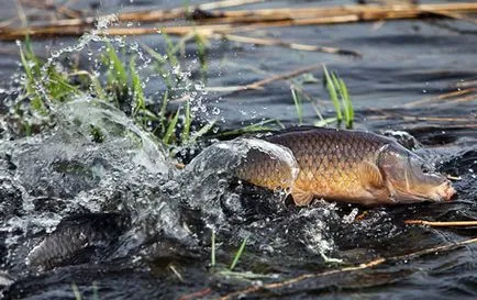Fish ponty leírás, szokások és hogyan kapja (halászat) Fish ponty leírás, szokások és módszerek a halászati
