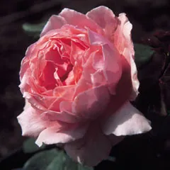 Roses, milyen a növény, és nő saját nyaraló különböző fajta rózsát, és biztosítja számukra a megfelelő ellátást, (Rose) Roses, milyen a növény, és nő saját nyaraló különböző fajta rózsát, és biztosítja számukra a megfelelő ellátást,