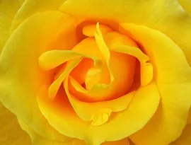 Rose - a virágok nyelvén