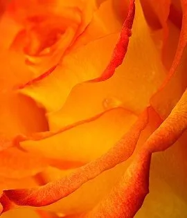 Rose - a virágok nyelvén