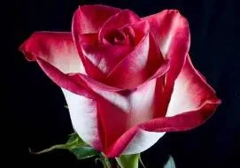 Rose - a virágok nyelvén