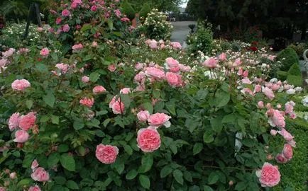 Roses, milyen a növény, és nő saját nyaraló rózsák különböző fajtájú, és számukra a megfelelő ellátást, (kerttervezés) Roses, milyen a növény, és nő saját nyaraló különböző fajta rózsát, és biztosítja számukra a megfelelő ellátást,