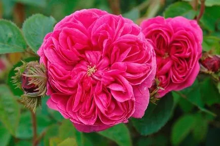 Roses, milyen a növény, és nő saját nyaraló különböző fajta rózsát, és biztosítja számukra a megfelelő ellátást, (üvegházi) Roses, milyen a növény, és nő saját nyaraló különböző fajta rózsát, és biztosítja számukra a megfelelő ellátást,