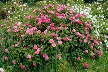 Roses, milyen a növény, és nő saját nyaraló különböző fajta rózsát, és biztosítja számukra a megfelelő ellátást, (ünnepek) Roses, milyen a növény, és nő saját nyaraló különböző fajta rózsát, és biztosítja számukra a megfelelő ellátást,