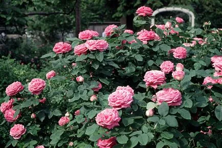 Roses, milyen a növény, és nő saját nyaraló különböző fajta rózsát, és biztosítja számukra a megfelelő ellátást, (a helyszínen) Roses, milyen a növény, és nő saját nyaraló különböző fajta rózsát, és biztosítja számukra a megfelelő ellátást,