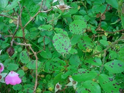 Roses, milyen a növény, és nő saját nyaraló különböző fajta rózsát, és biztosítja számukra a megfelelő ellátást, (kert) Roses, milyen a növény, és nő saját nyaraló különböző fajta rózsát, és biztosítja számukra a megfelelő ellátást,
