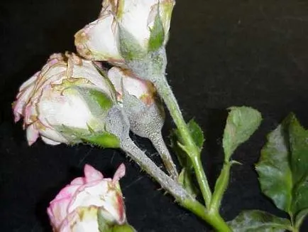 Roses, milyen a növény, és nő saját nyaraló különböző fajta rózsát, és biztosítja számukra a megfelelő ellátást, (kerti növények) Roses, milyen a növény, és nő saját nyaraló különböző fajta rózsát, és biztosítja számukra a megfelelő ellátást,