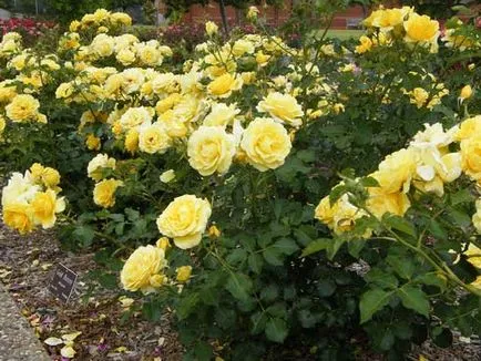 Roses, milyen a növény, és nő saját nyaraló különböző fajta rózsát, és biztosítja számukra a megfelelő ellátást, (kert) Roses, milyen a növény, és nő saját nyaraló különböző fajta rózsát, és biztosítja számukra a megfelelő ellátást,
