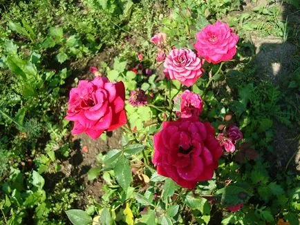Roses, milyen a növény, és nő saját nyaraló különböző fajta rózsát, és biztosítja számukra a megfelelő ellátást, (almafajta) Roses, milyen a növény, és nő saját nyaraló különböző fajta rózsát, és biztosítja számukra a megfelelő ellátást,
