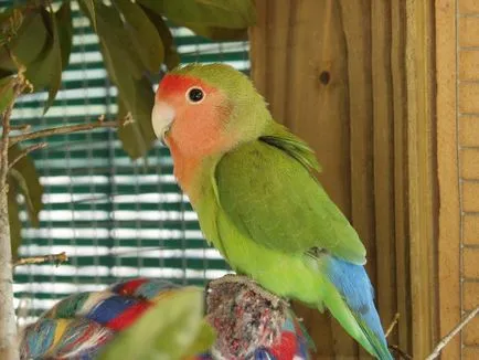 Rózsásfejű törpepapagáj gondozás és karbantartás (Lovebird) Rózsásfejű törpepapagáj ápolási és karbantartási