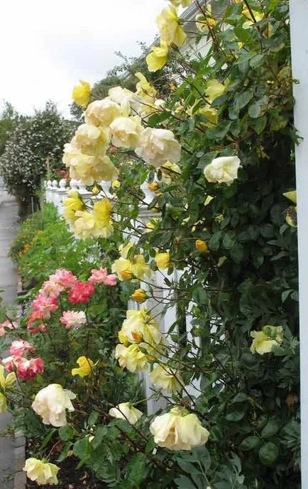 Roses, milyen a növény, és nő saját nyaraló különböző fajta rózsát, és biztosítja számukra a megfelelő ellátást, (ünnepek) Roses, milyen a növény, és nő saját nyaraló különböző fajta rózsát, és biztosítja számukra a megfelelő ellátást,