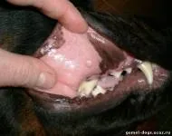 Oldal dogs ventilátorok g (5% novocain oldat) Kutya szerelmeseinek honlapján g