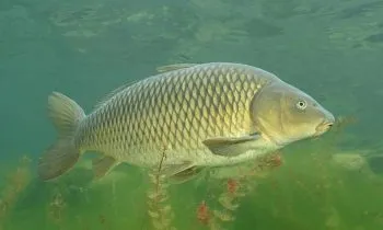 Ponty leírás, fotó, videó