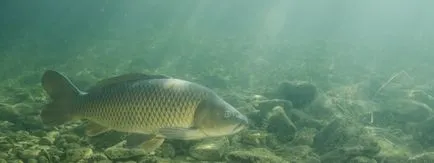 Ponty leírás, fotó, videó