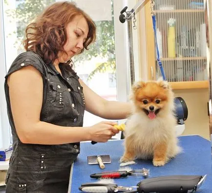 Salon állatok Beauty