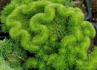 Sedum vagy kövirózsa érdekes faj, ültetés, gondozás, termesztési módszerekkel