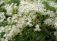 Sedum vagy kövirózsa érdekes faj, ültetés, gondozás, termesztési módszerekkel