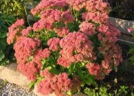 Sedum vagy kövirózsa érdekes faj, ültetés, gondozás, termesztési módszerekkel