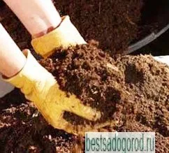 Titkok ribizli termesztése