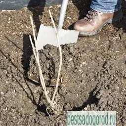 Titkok ribizli termesztése