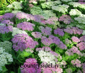 Sedum, Sedum virágok