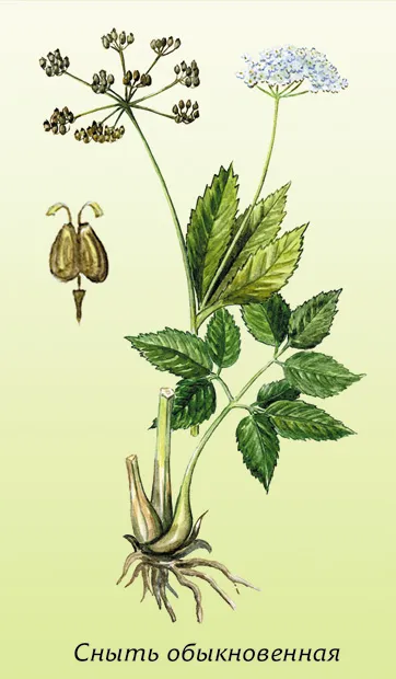 ehető gyógynövények