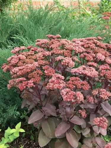 Sedum (kövirózsa) ültetés és gondozás, a fajok és fajták, fotók