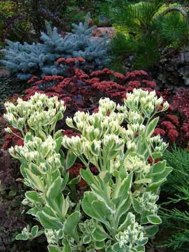Sedum (kövirózsa) ültetés és gondozás, a fajok és fajták, fotók