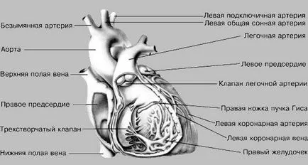 Heart - ez