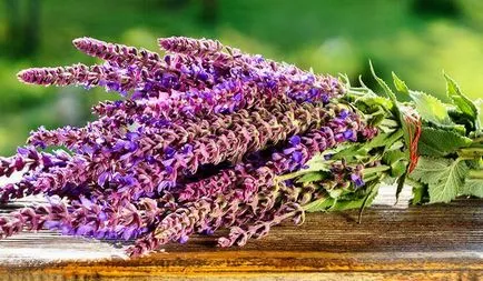Salvia - terápiás tulajdonságainak és ellenjavallatok (Salvia kezelés alkalmazás) Sage - gyógyszer tulajdonságait és ellenjavallatok